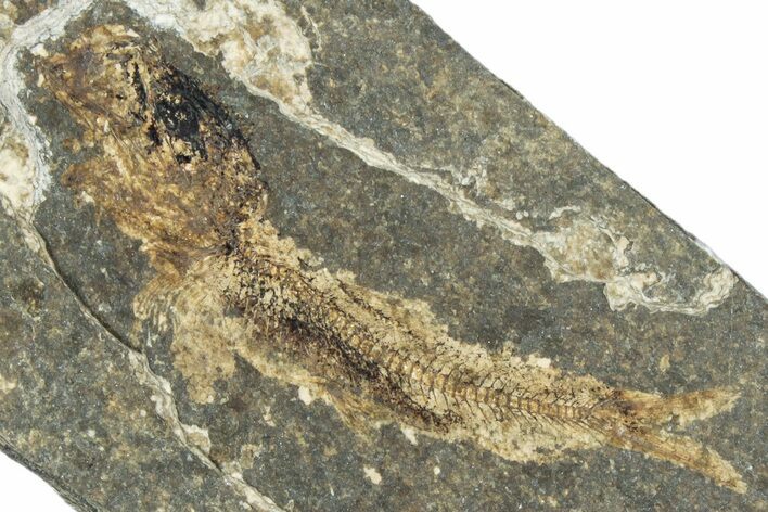Oligocene Fossil Clupeoid Fish (Beksinskiella) - Poland #320624